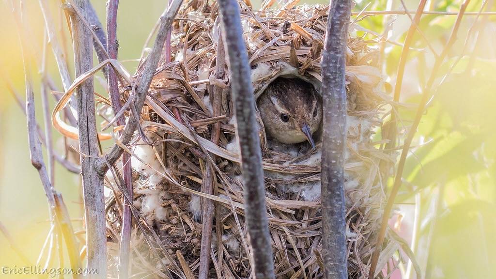 Marsh Wren (Cistothorus palustris) by esellingson is licensed under CC BY-NC-ND 2.0.